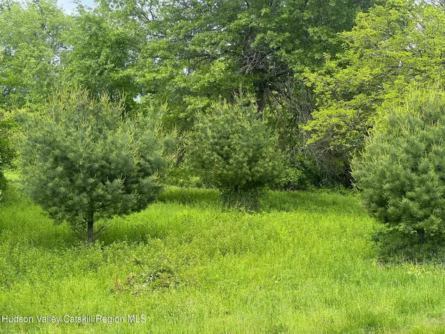 a view of a lush green space