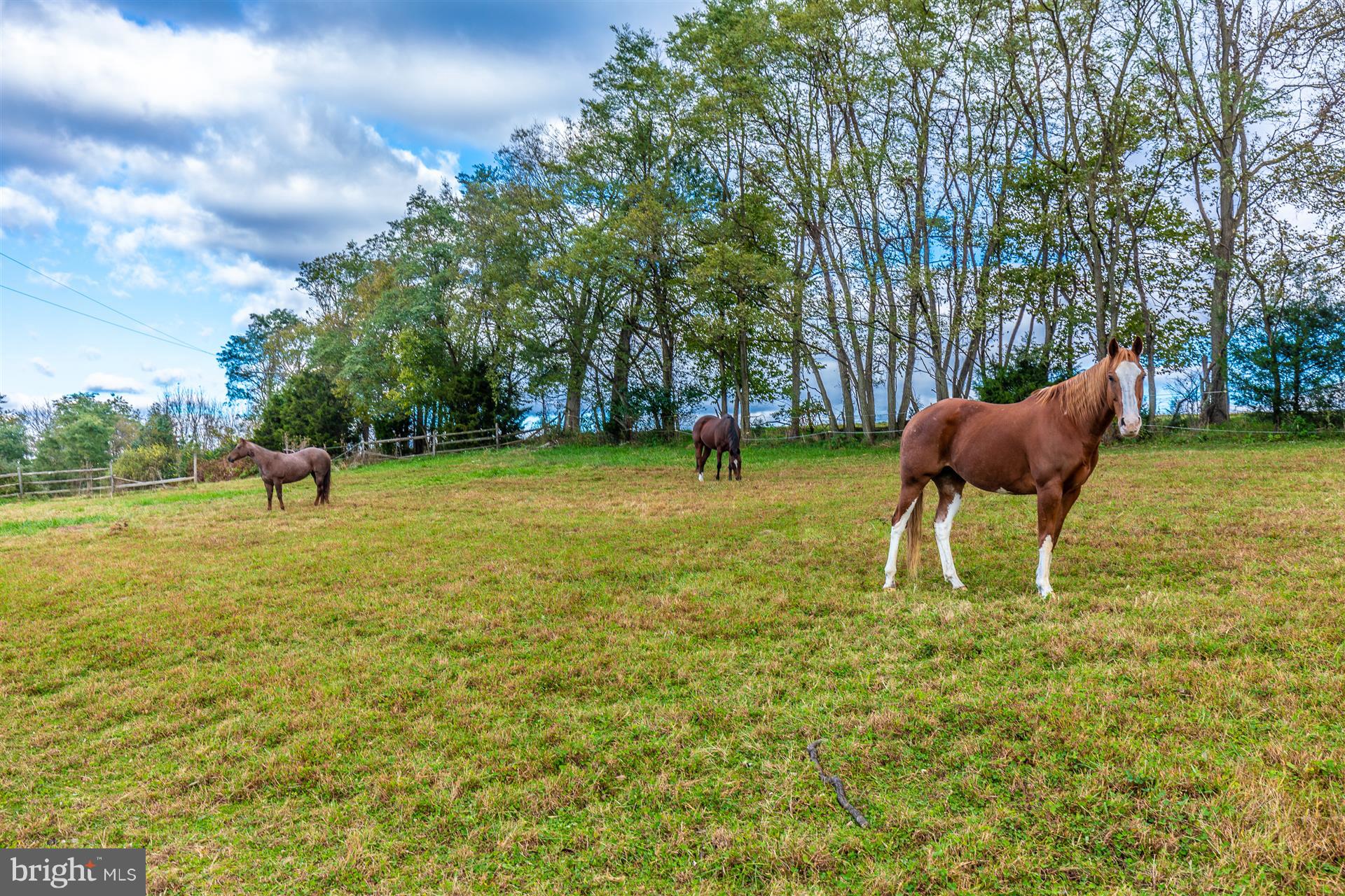 7228 Wheeler Road Boonsboro, MD 21713 - Photo 4 of 39 Animals Welcome!