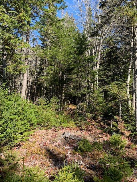0 Patten Point Road Spruce Head, ME 04859 - Photo 2 of 6 IMG_7873