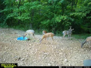 417 Red Top Road Indian Mound, TN 37079 - Photo 36 of 42 Gallery Image 36