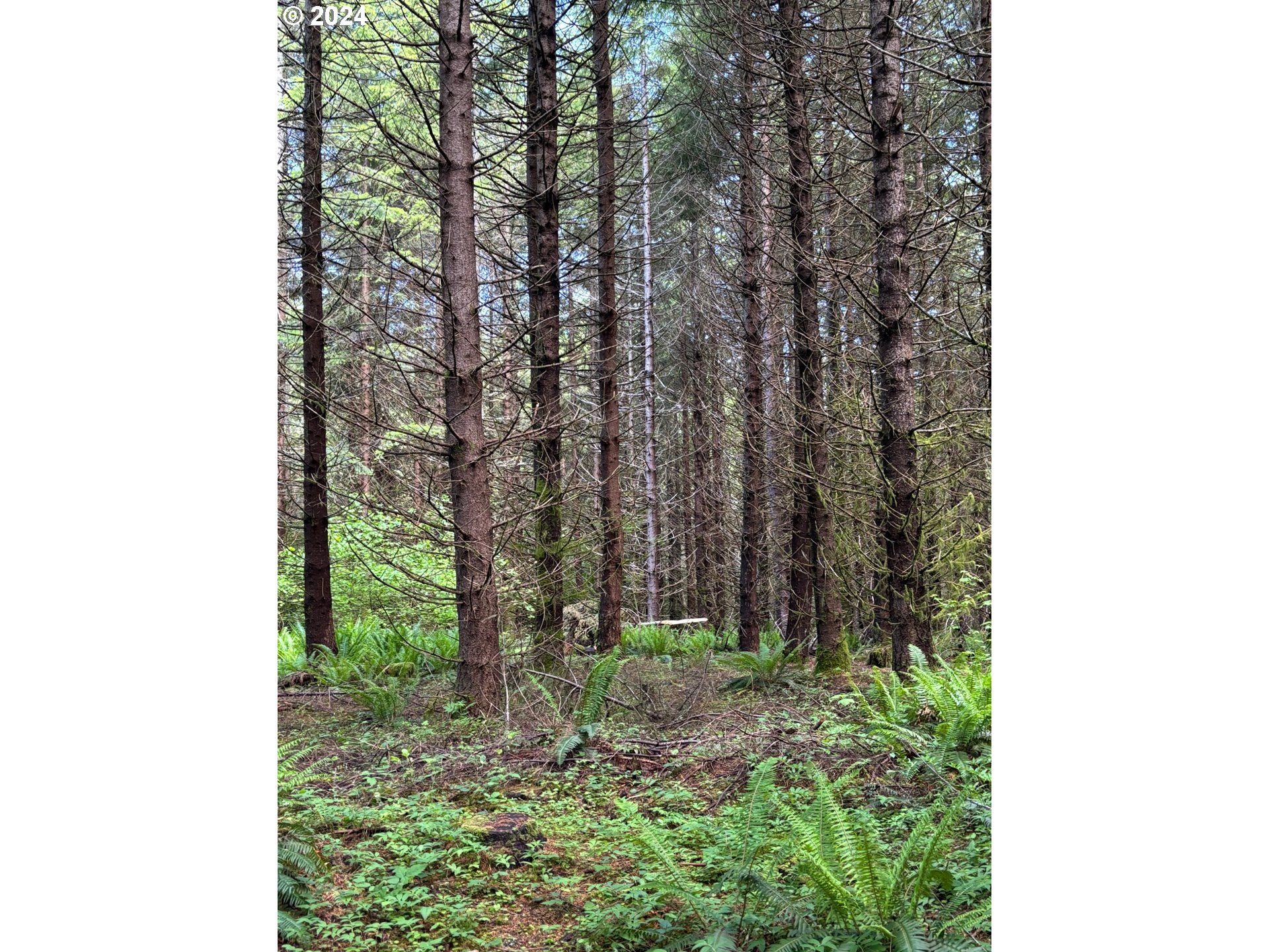 Dixie Mtn Road Scappoose, OR 97056 - Photo 4 of 11 Gallery Image 4