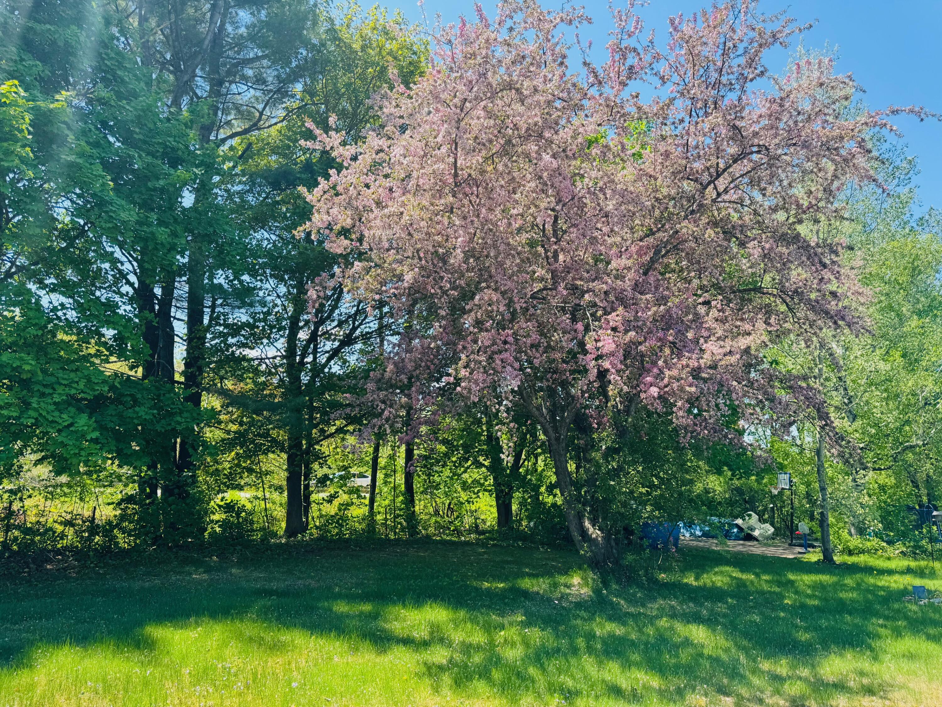 22 Colony Place Millinocket, ME 04462 - Photo 26 of 33 IMG_0056