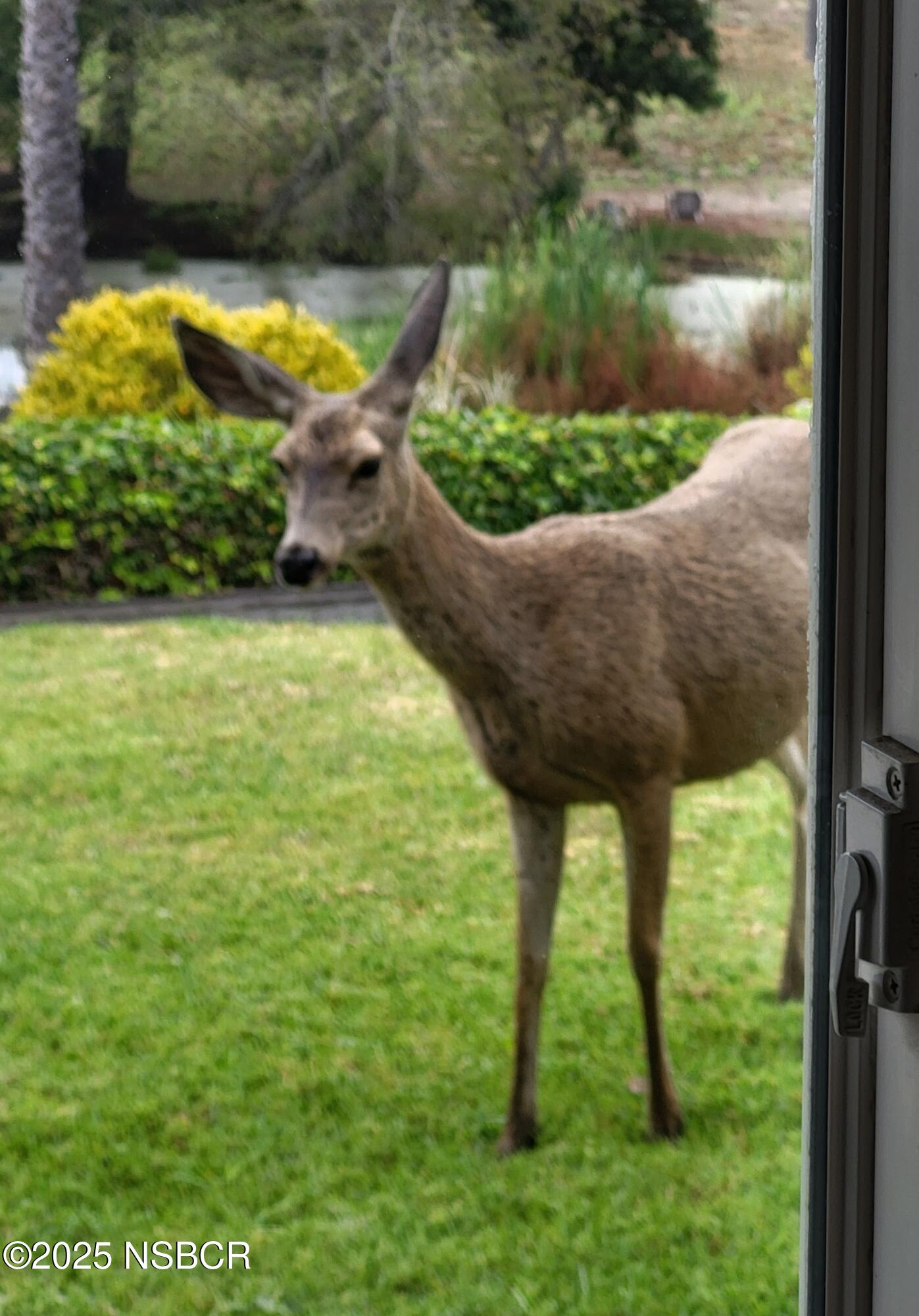 4314 West Ocean Avenue Lompoc, CA 93436 - Photo 30 of 58 a view of a backyard