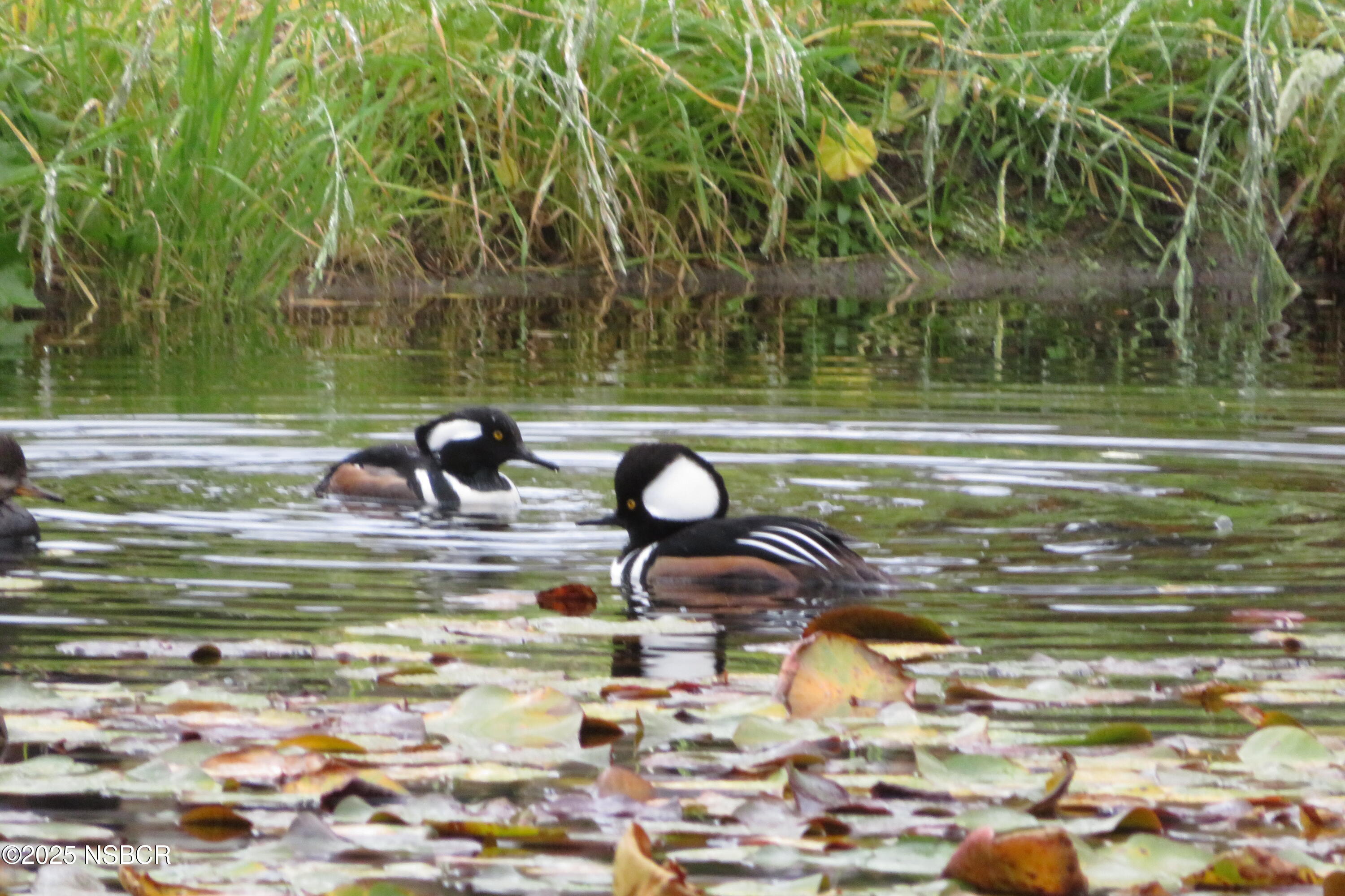 4314 West Ocean Avenue Lompoc, CA 93436 - Photo 36 of 58 a view of swimming pool from a lake view