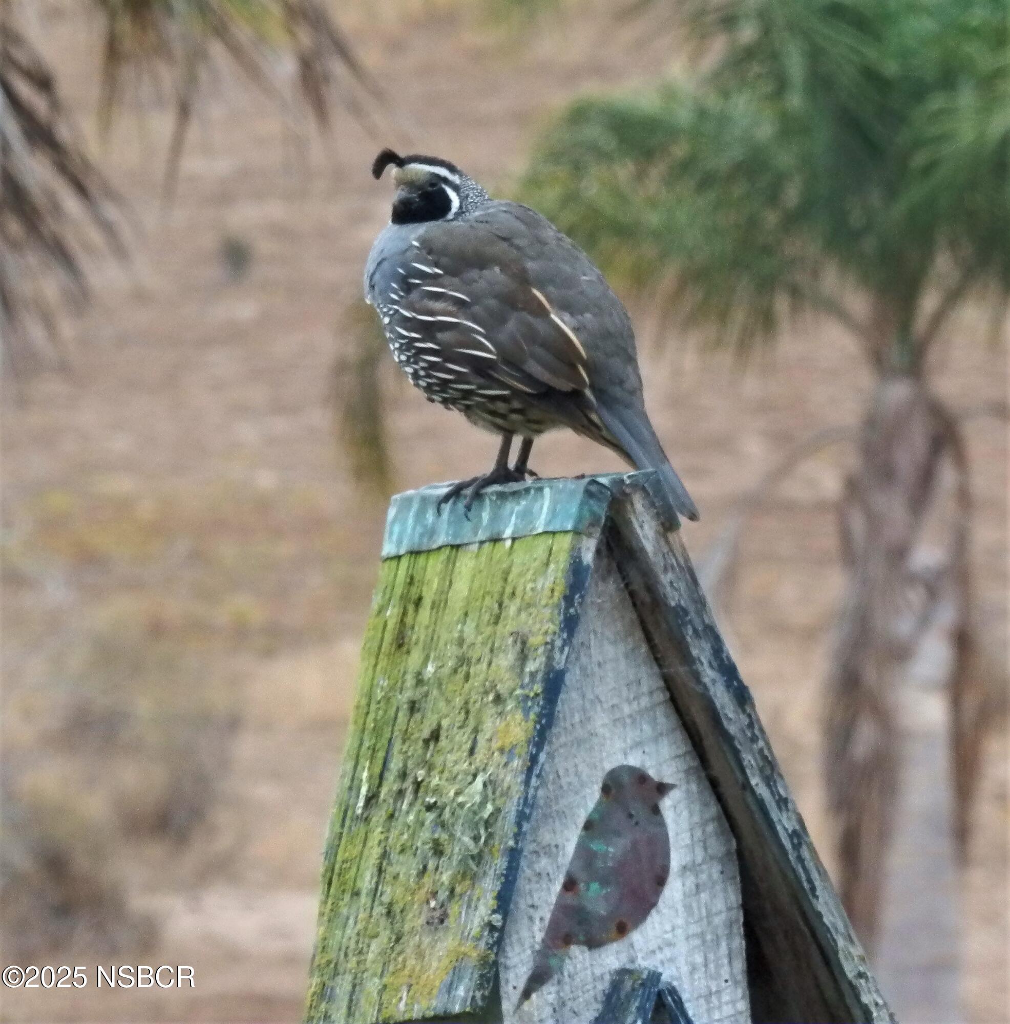 4314 West Ocean Avenue Lompoc, CA 93436 - Photo 52 of 58 plate1225 (2)