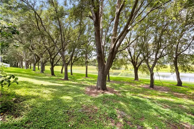 a view of a trees with a yard