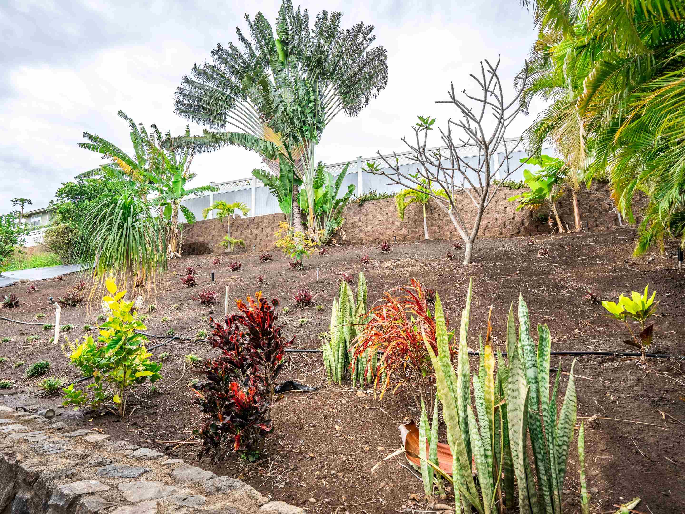 42 Maunaleo Place Wailuku, HI 96793 - Photo 32 of 36 a view of a backyard with plants