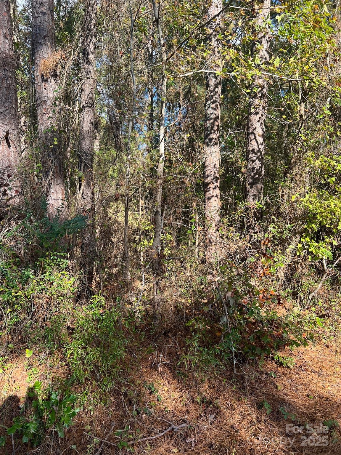 0 Horton Road Wadesboro, NC 28170 - Photo 3 of 4 a view of a yard with a tree