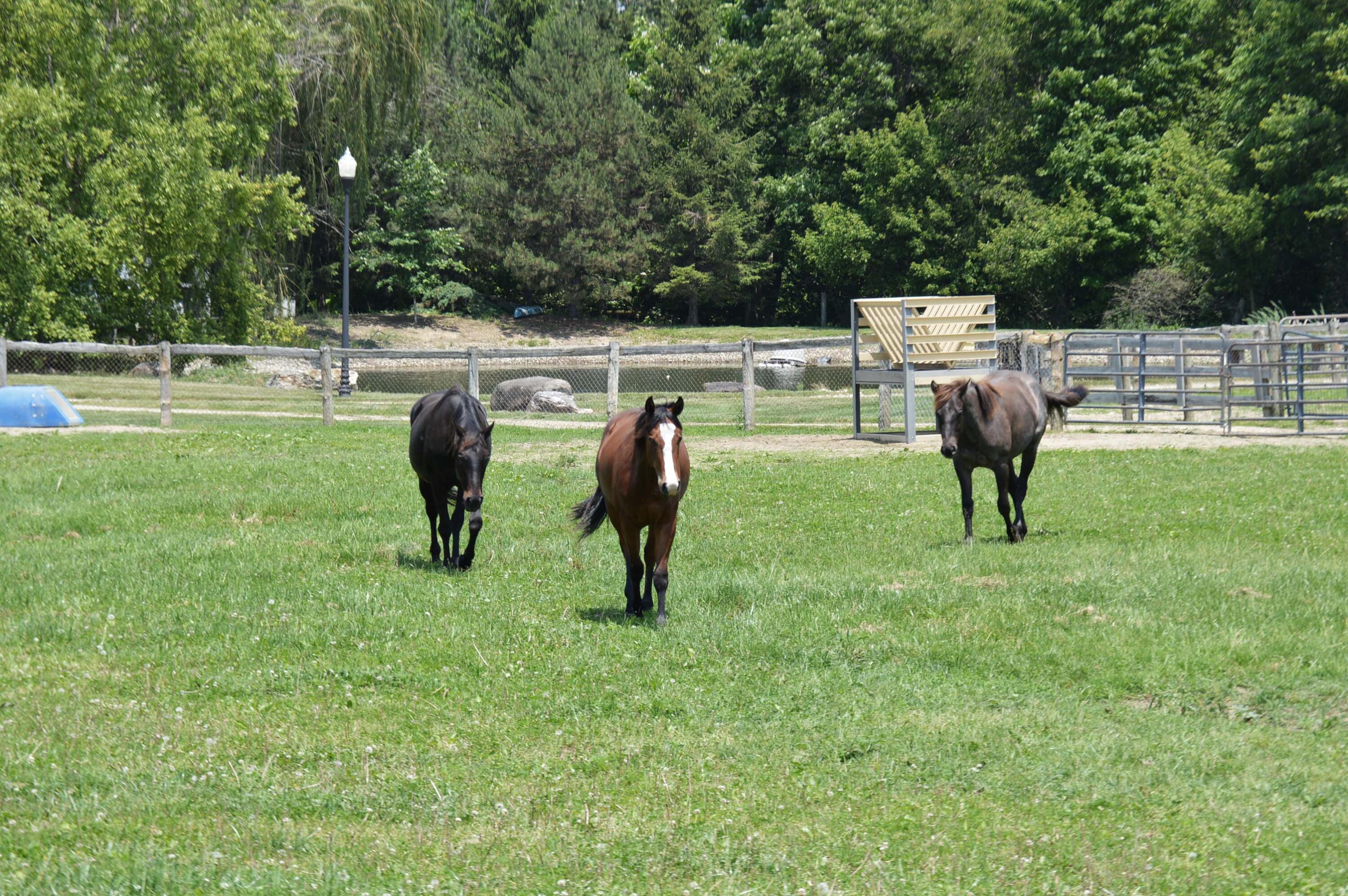 10156 Marysville Road Ostrander, OH 43061 - Photo 51 of 140 Horses 2
