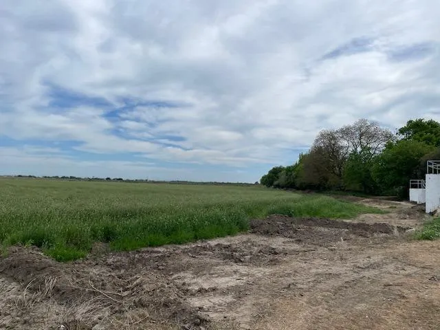 a view of a big yard with plants and large trees