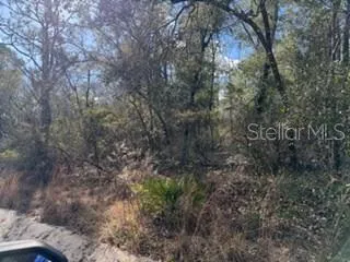 a view of a forest with lots of trees