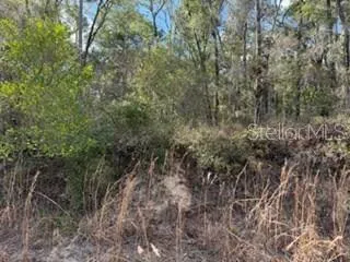 a view of a yard with plants and a tree