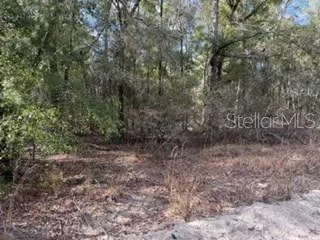 a view of a forest with trees