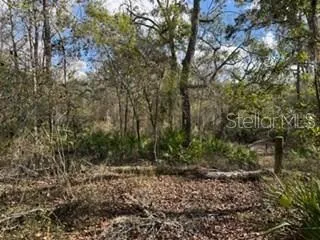 a view of a forest with trees in the background