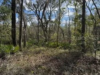 a view of a yard with large trees