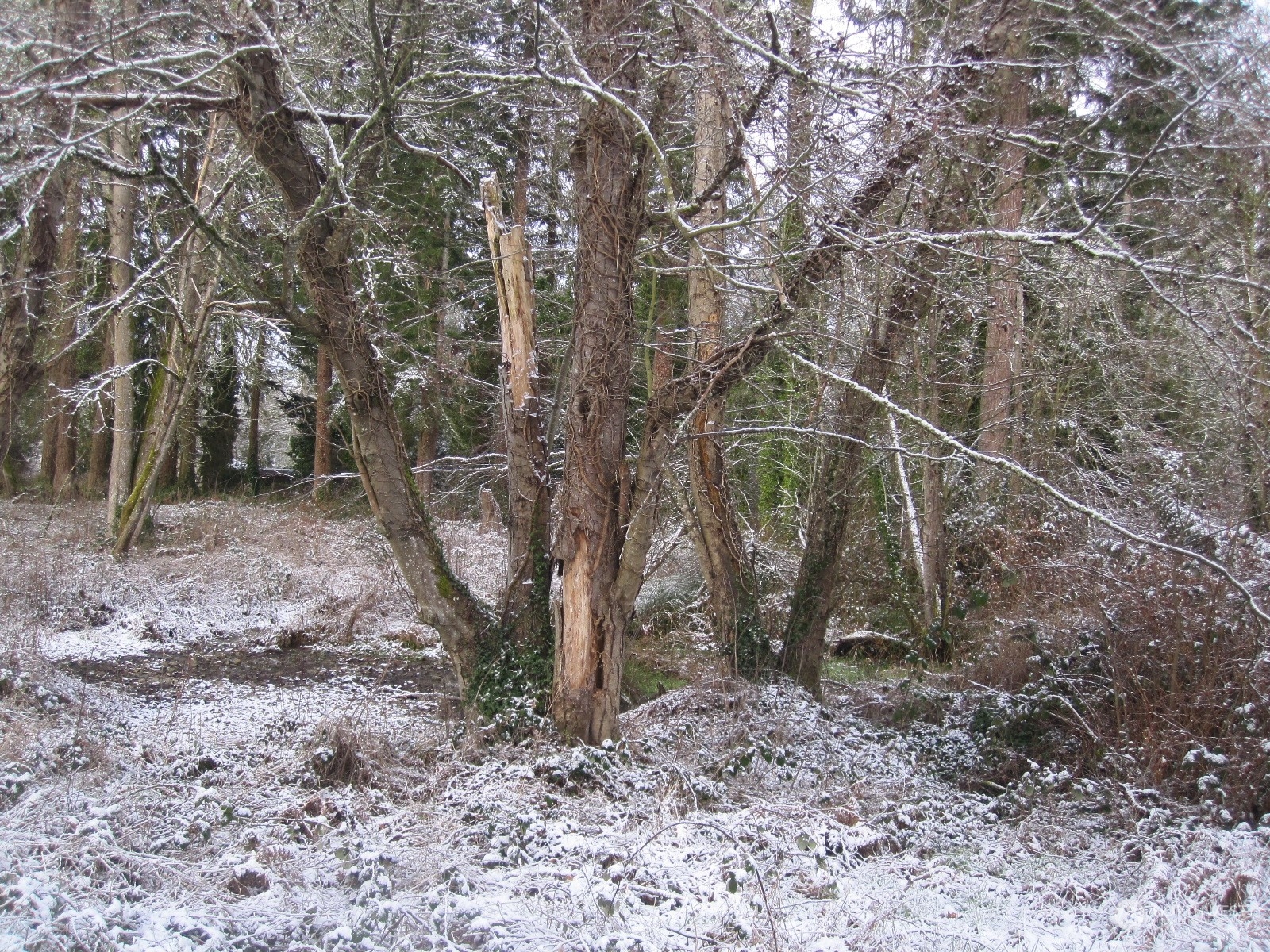 35750 Military Road South Auburn, WA 98001 - Photo 1 of 9 a view of a yard with a tree