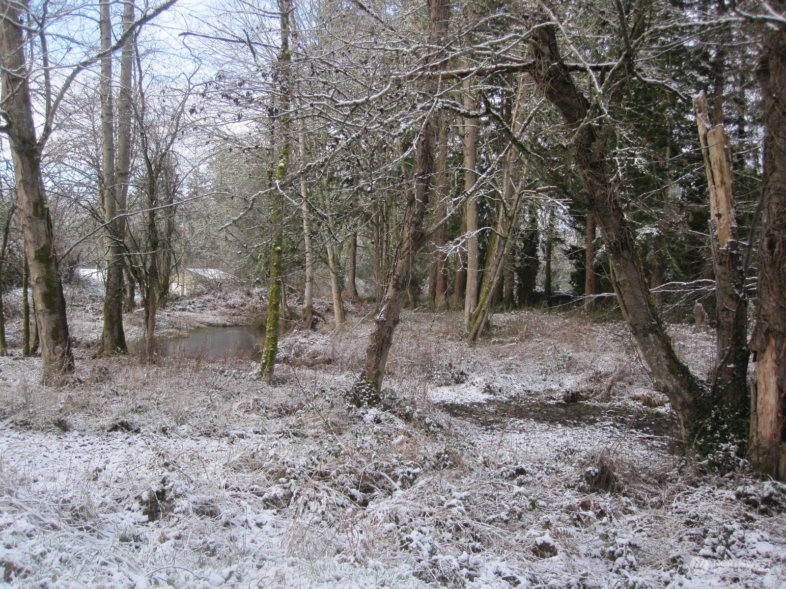 35750 Military Road South Auburn, WA 98001 - Photo 2 of 9 a view of a yard with lots of trees