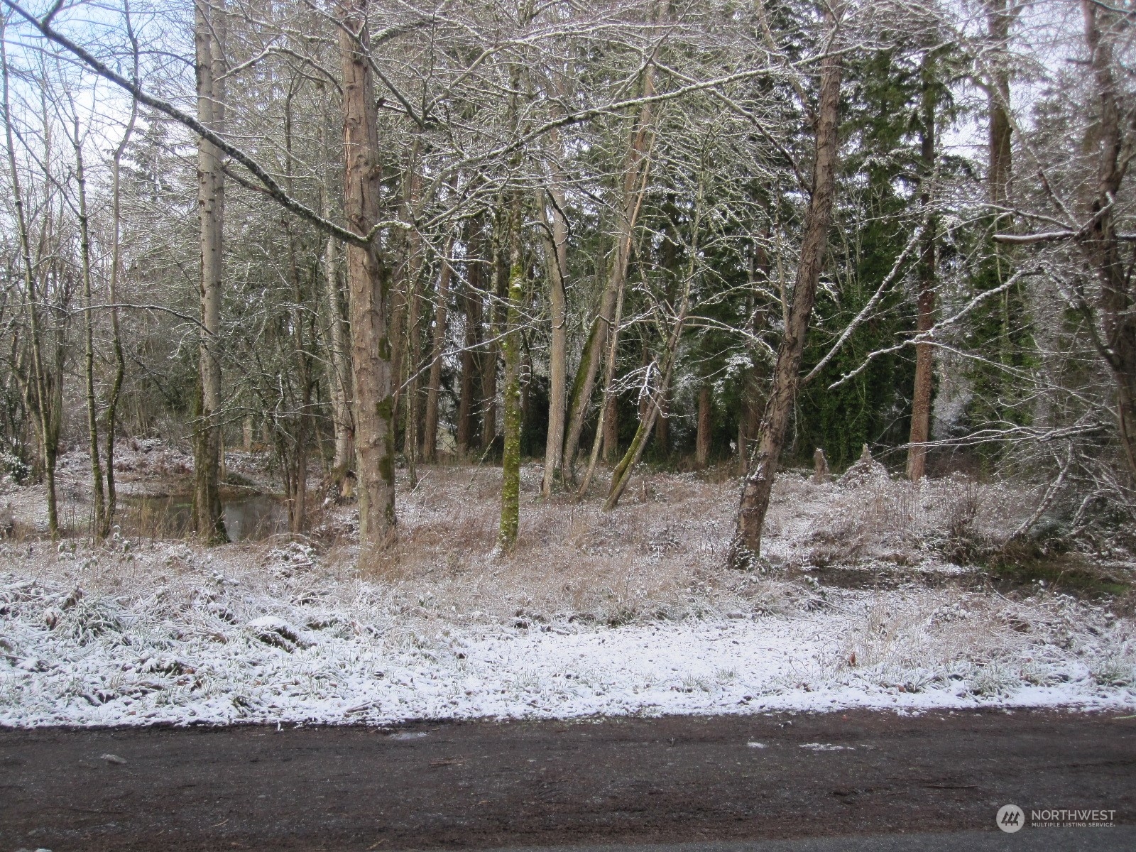 35750 Military Road South Auburn, WA 98001 - Photo 3 of 9 a view of a yard with a tree