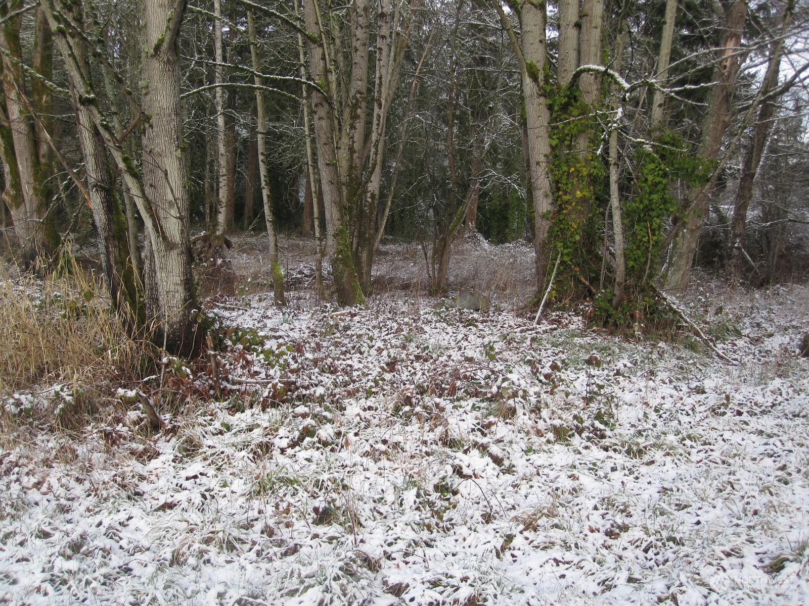 35750 Military Road South Auburn, WA 98001 - Photo 4 of 9 a view of a forest with trees in the background