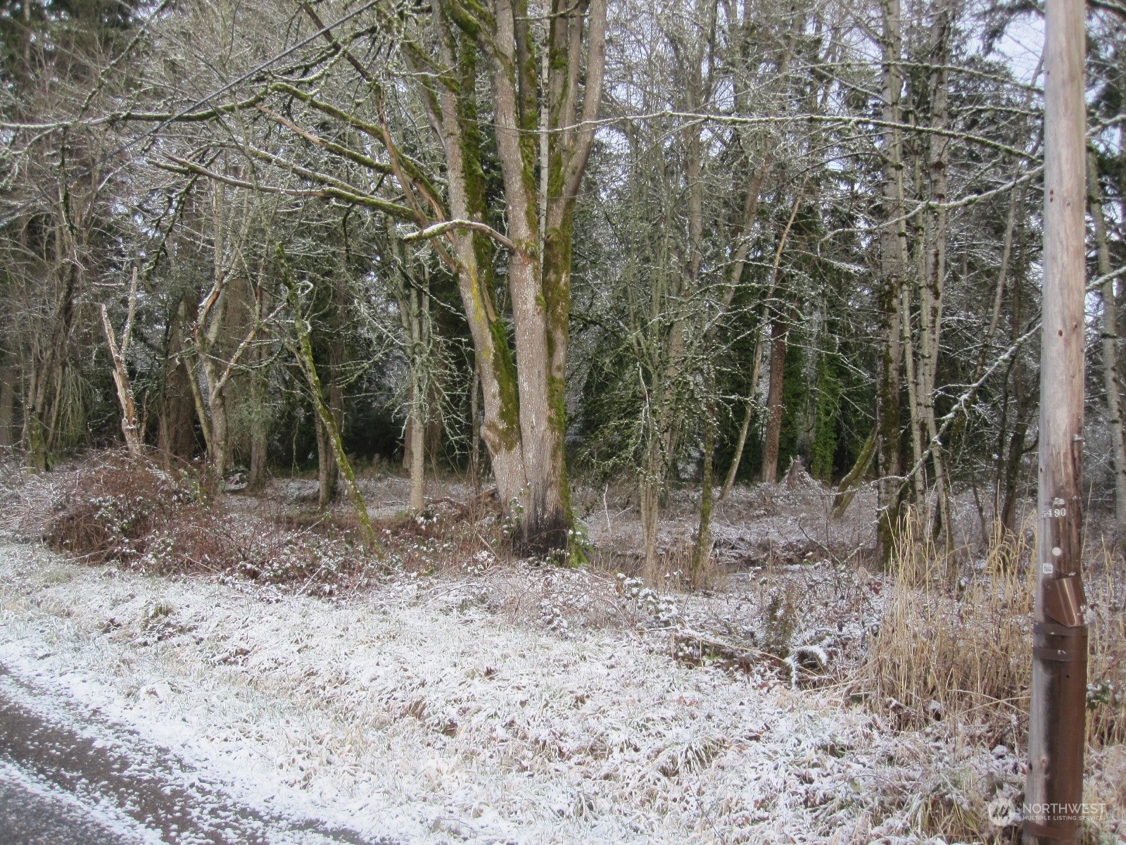 35750 Military Road South Auburn, WA 98001 - Photo 5 of 9 a view of a forest filled with trees