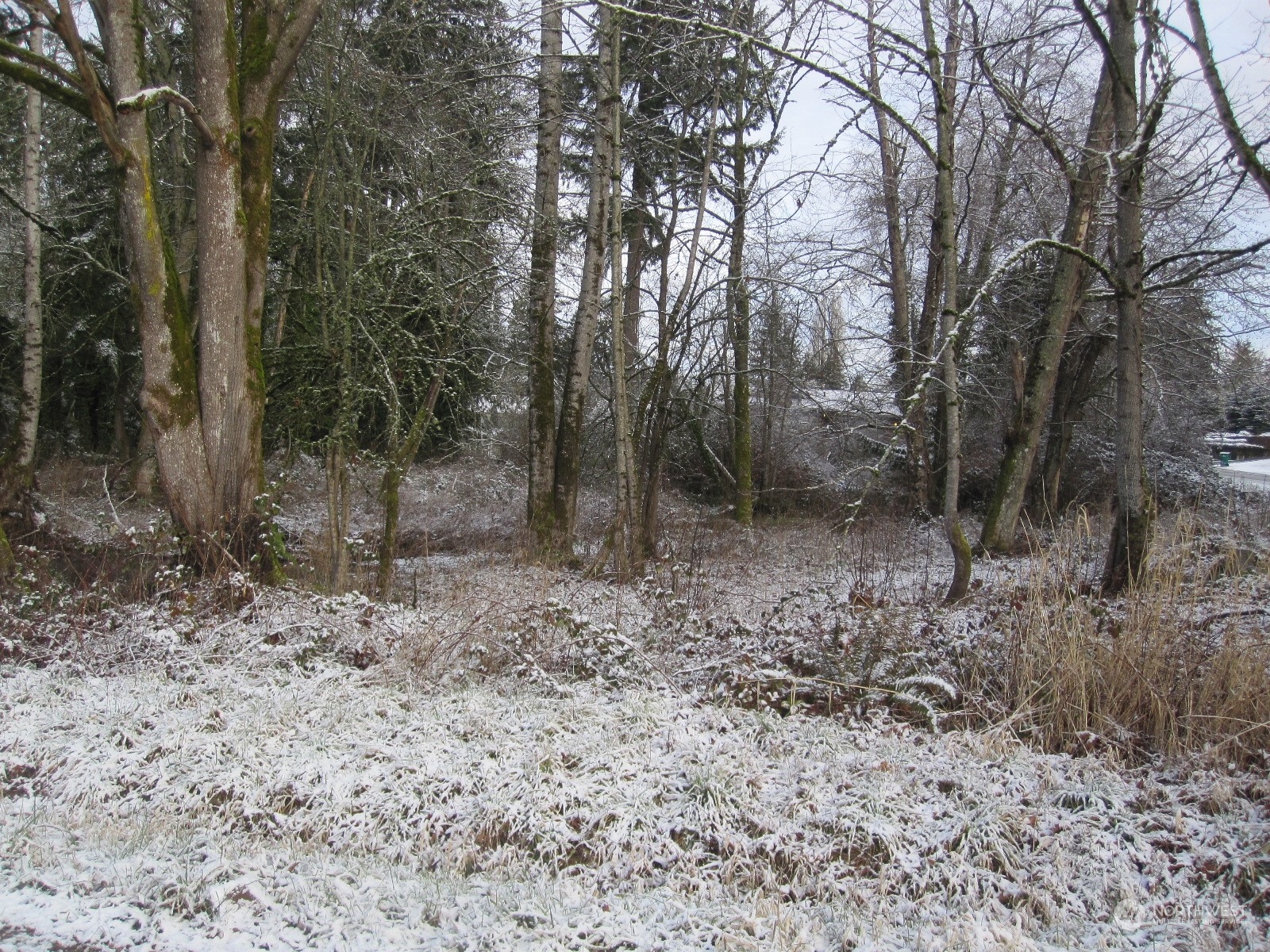 35750 Military Road South Auburn, WA 98001 - Photo 6 of 9 a view of a forest with trees in the background
