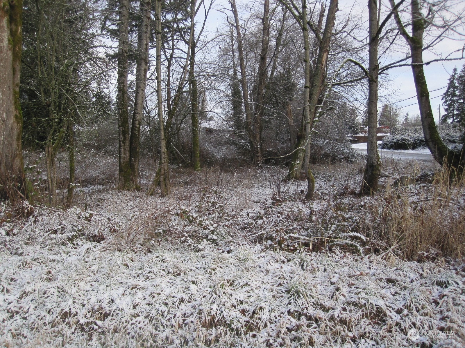 35750 Military Road South Auburn, WA 98001 - Photo 7 of 9 a view of a forest with trees in the background