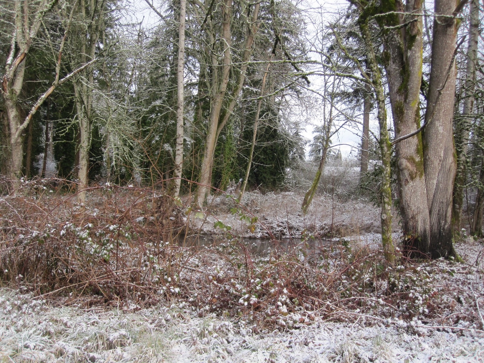 35750 Military Road South Auburn, WA 98001 - Photo 8 of 9 a view of a forest with trees in the background