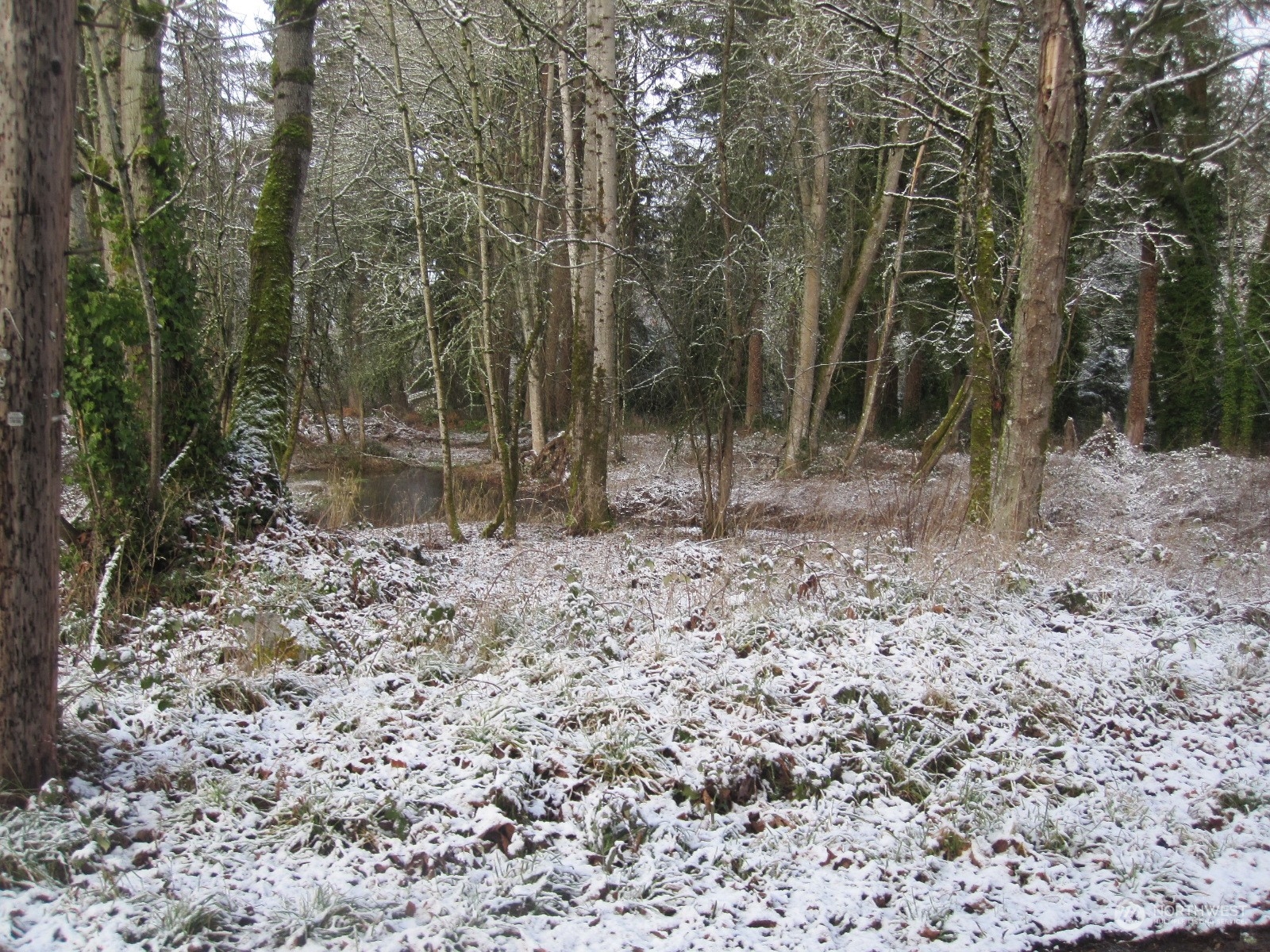 35750 Military Road South Auburn, WA 98001 - Photo 9 of 9 a view of a forest with trees in the background