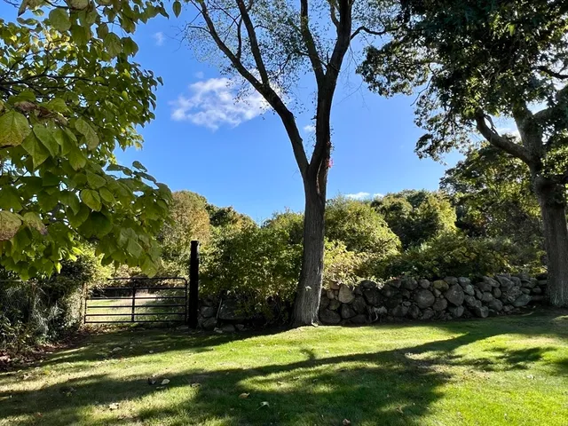 a view of a trees in a yard