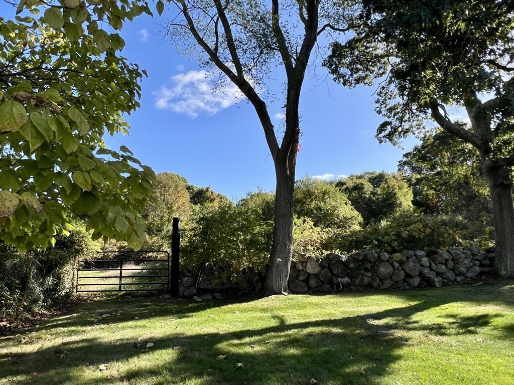 a view of a trees in a yard