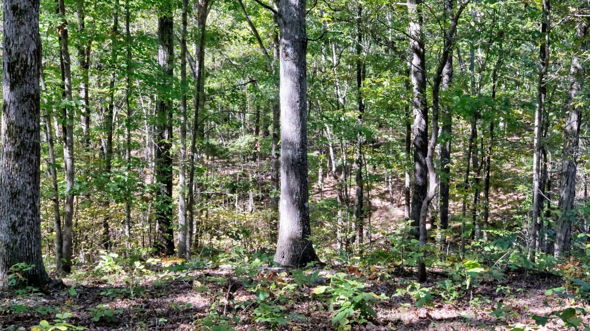589 Hayes Ridge Road Indian Mound, TN 37079 - Photo 17 of 32 Gallery Image 17