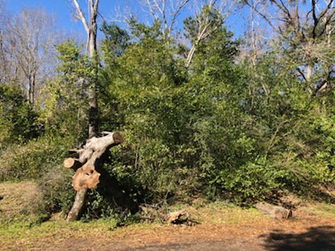 a backyard of a house