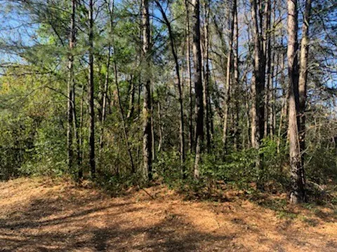 a view of a yard with plants and trees