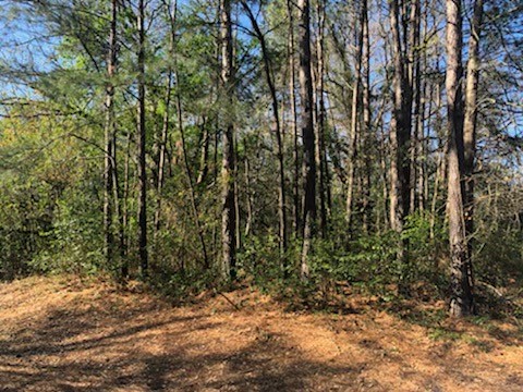 0 Marlin Lane Hemphill, TX 75948 - Photo 2 of 3 a view of a yard with plants and trees