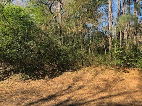 0 Marlin Lane Hemphill, TX 75948 - Photo 3 of 3 a view of a yard