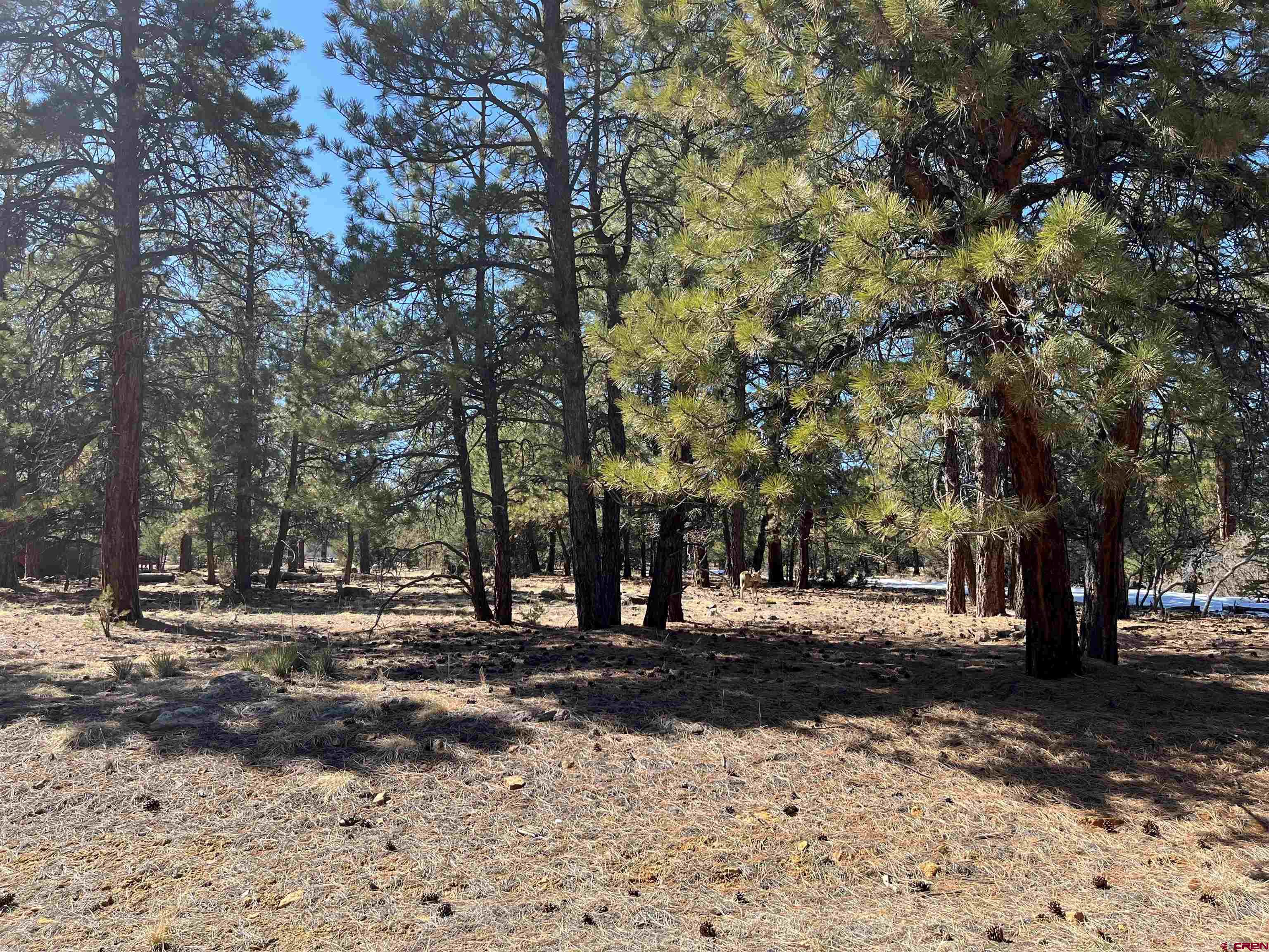 Tbd Tbd Badger Trail Ridgway, CO 81432 - Photo 2 of 6 a view of road with trees