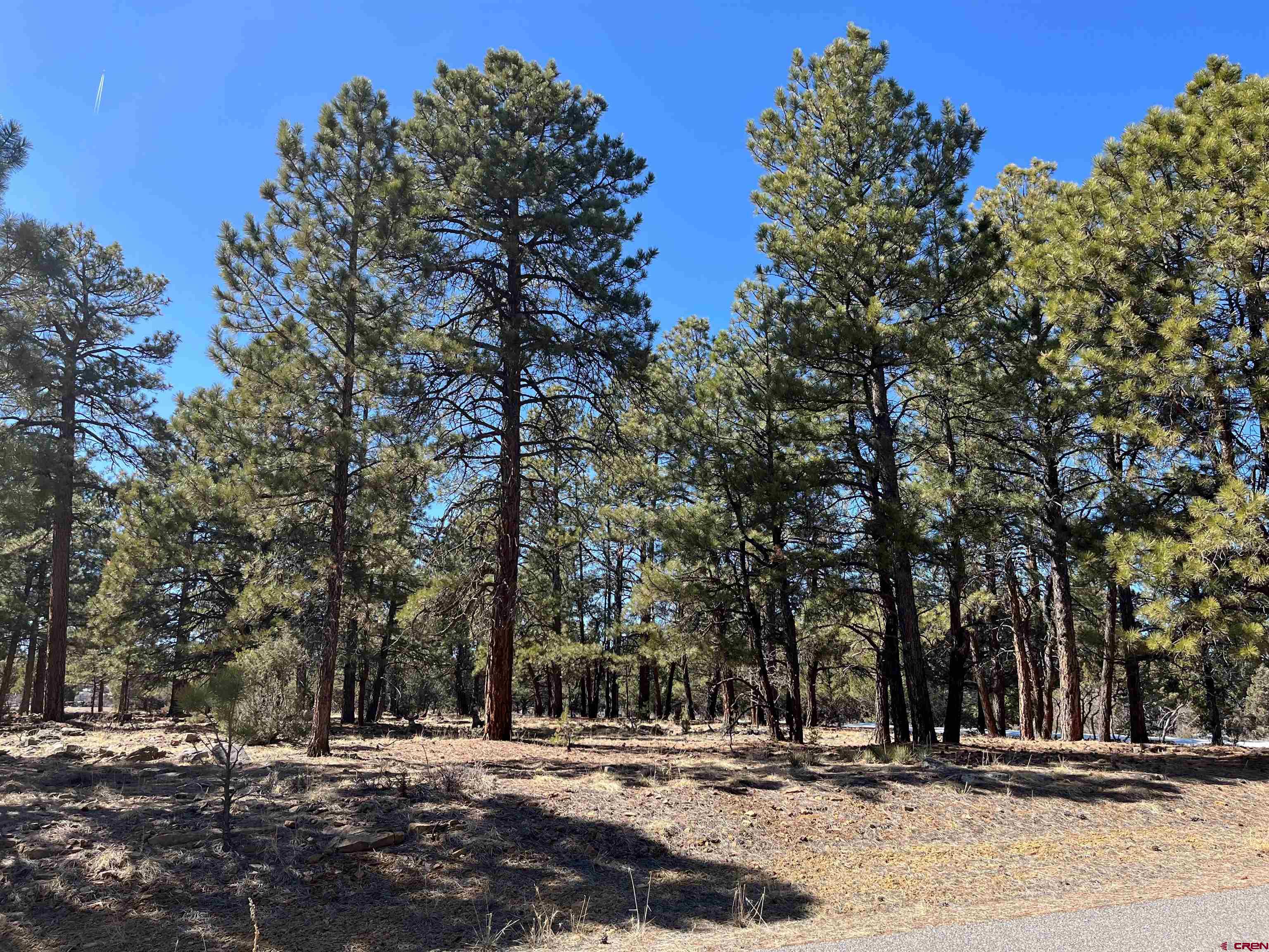 Tbd Tbd Badger Trail Ridgway, CO 81432 - Photo 3 of 6 a view of road with trees