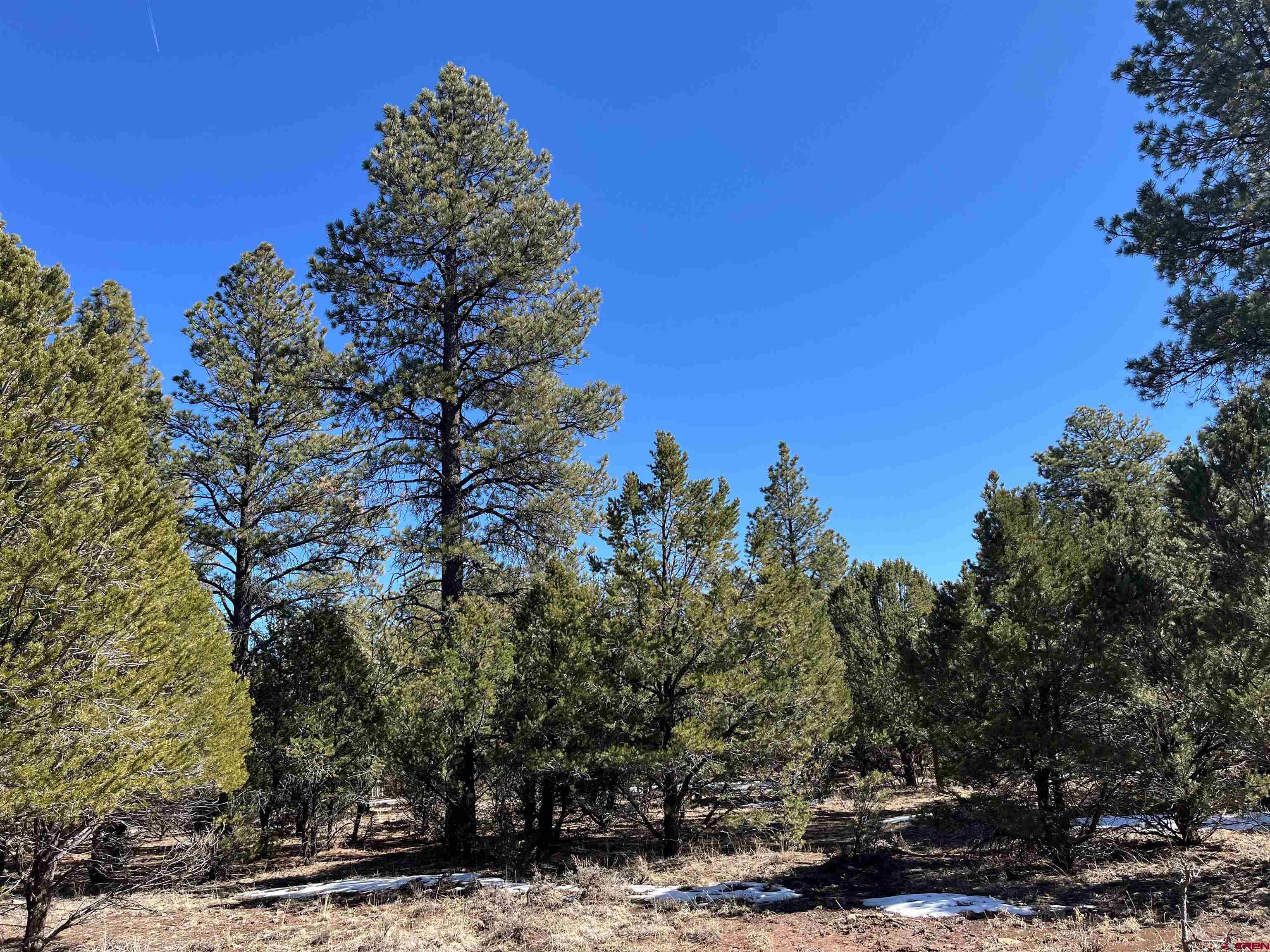 Tbd Tbd Badger Trail Ridgway, CO 81432 - Photo 4 of 6 a view of a forest filled with trees