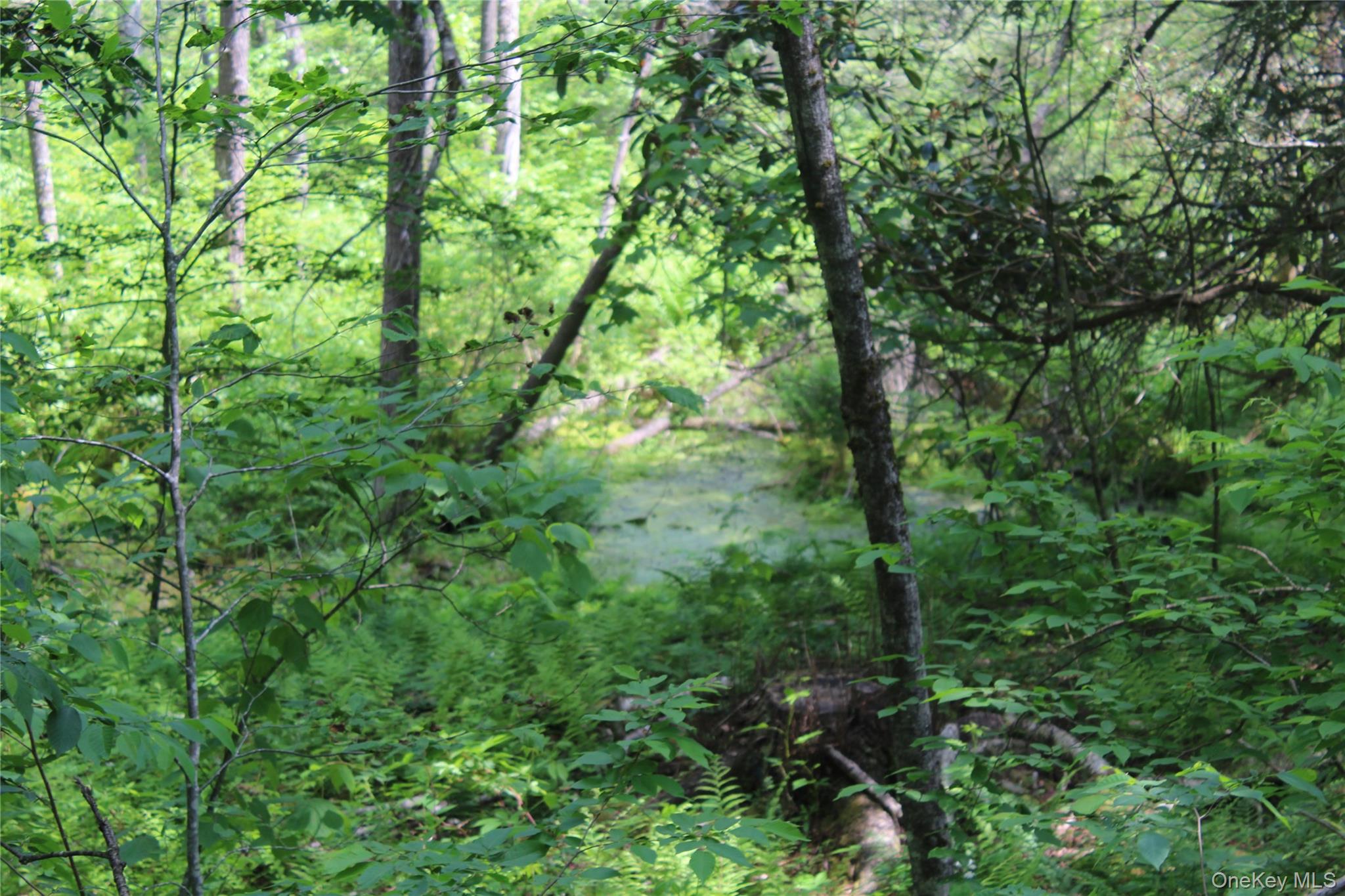 624 County Road Fremont Center, NY 12736 - Photo 19 of 40 Wooded acreage featuring a natural water feature, mature trees, dense undergrowth, varied foliage, and natural ground cover