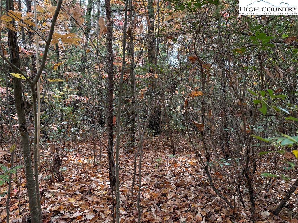 Lot 209 Casey Mountain Road Purlear, NC 28665 - Photo 2 of 37 a view of a forest that has large trees