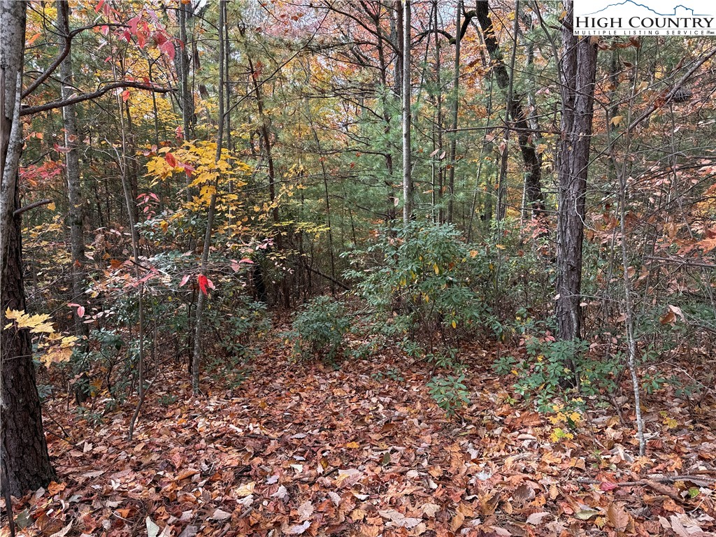 Lot 209 Casey Mountain Road Purlear, NC 28665 - Photo 6 of 37 a view of a yard with plants and trees