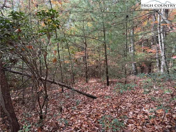 a view of a forest filled with trees