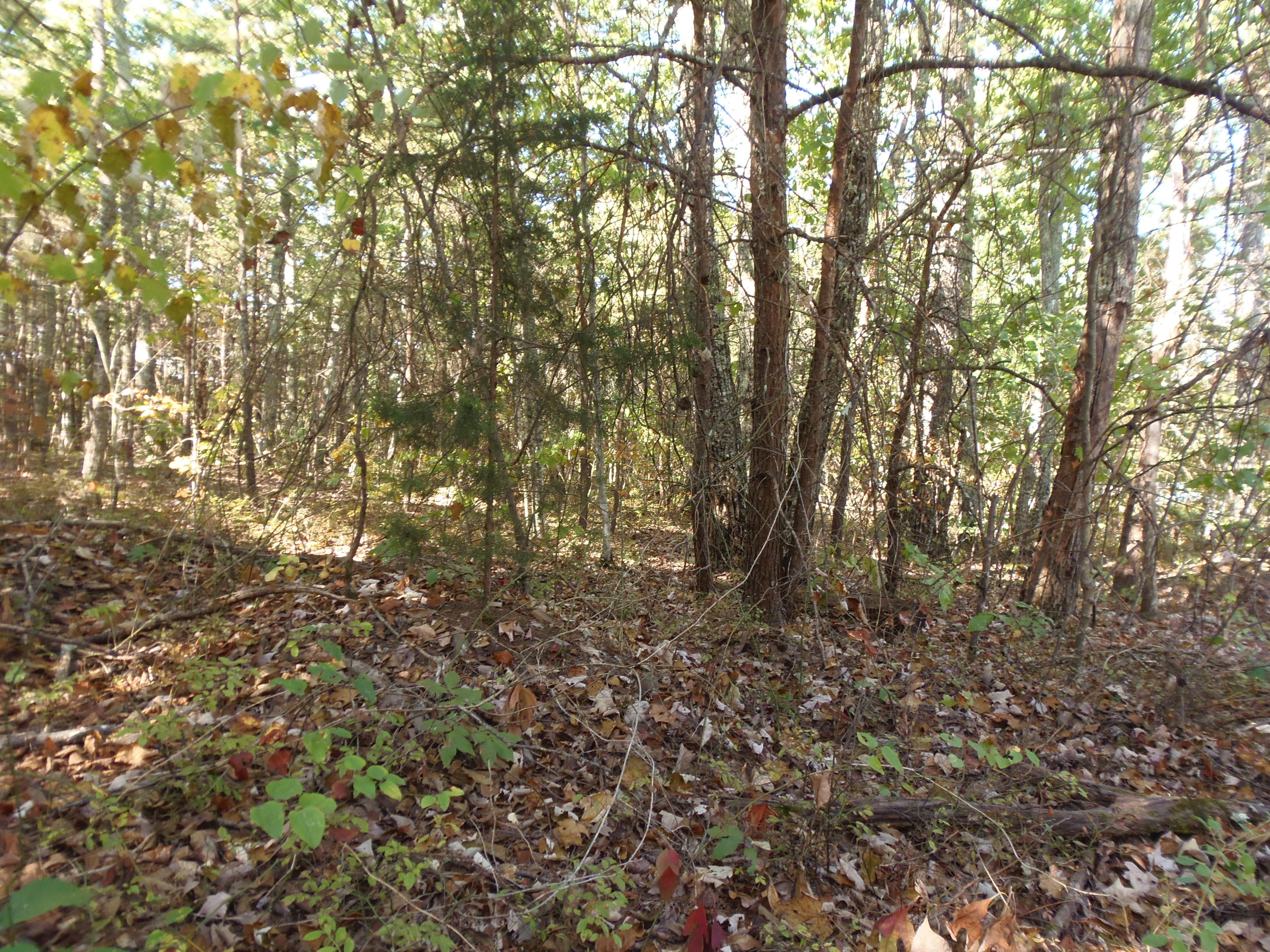 Ridge Road Maryville, TN 37803 - Photo 8 of 14 P1011027