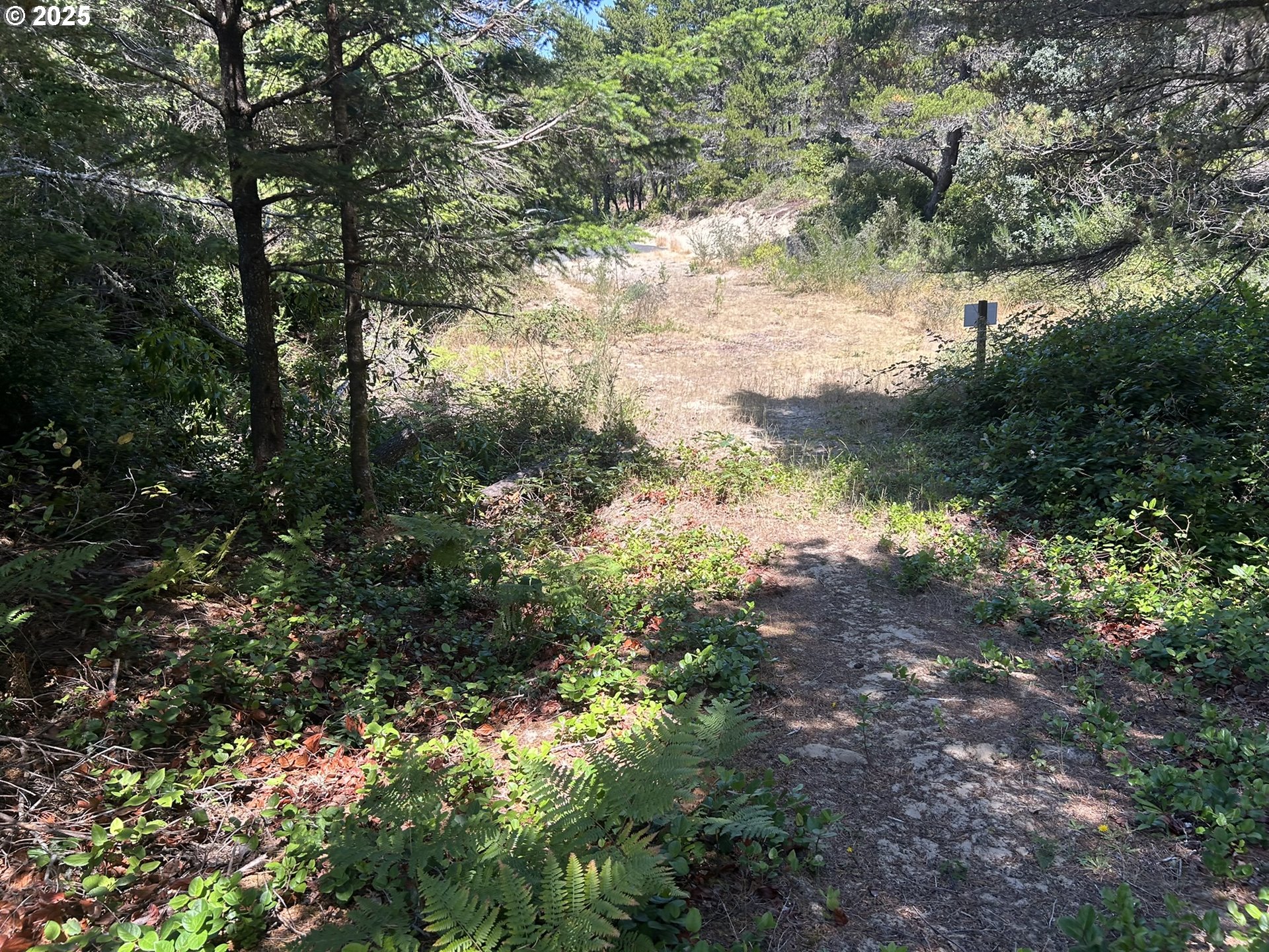 Bellevue Drive Florence, OR 97439 - Photo 11 of 34 a view of a yard with a tree