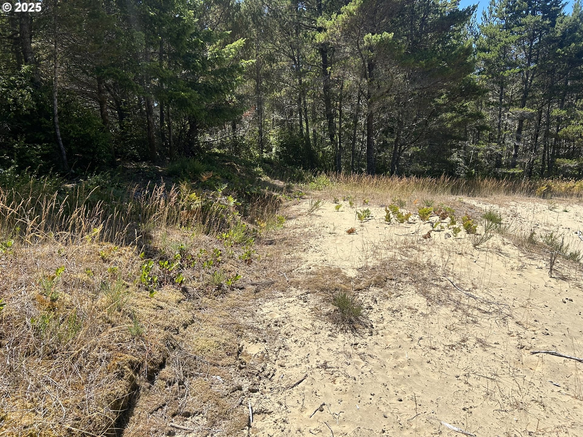 Bellevue Drive Florence, OR 97439 - Photo 15 of 34 a view of backyard of a house
