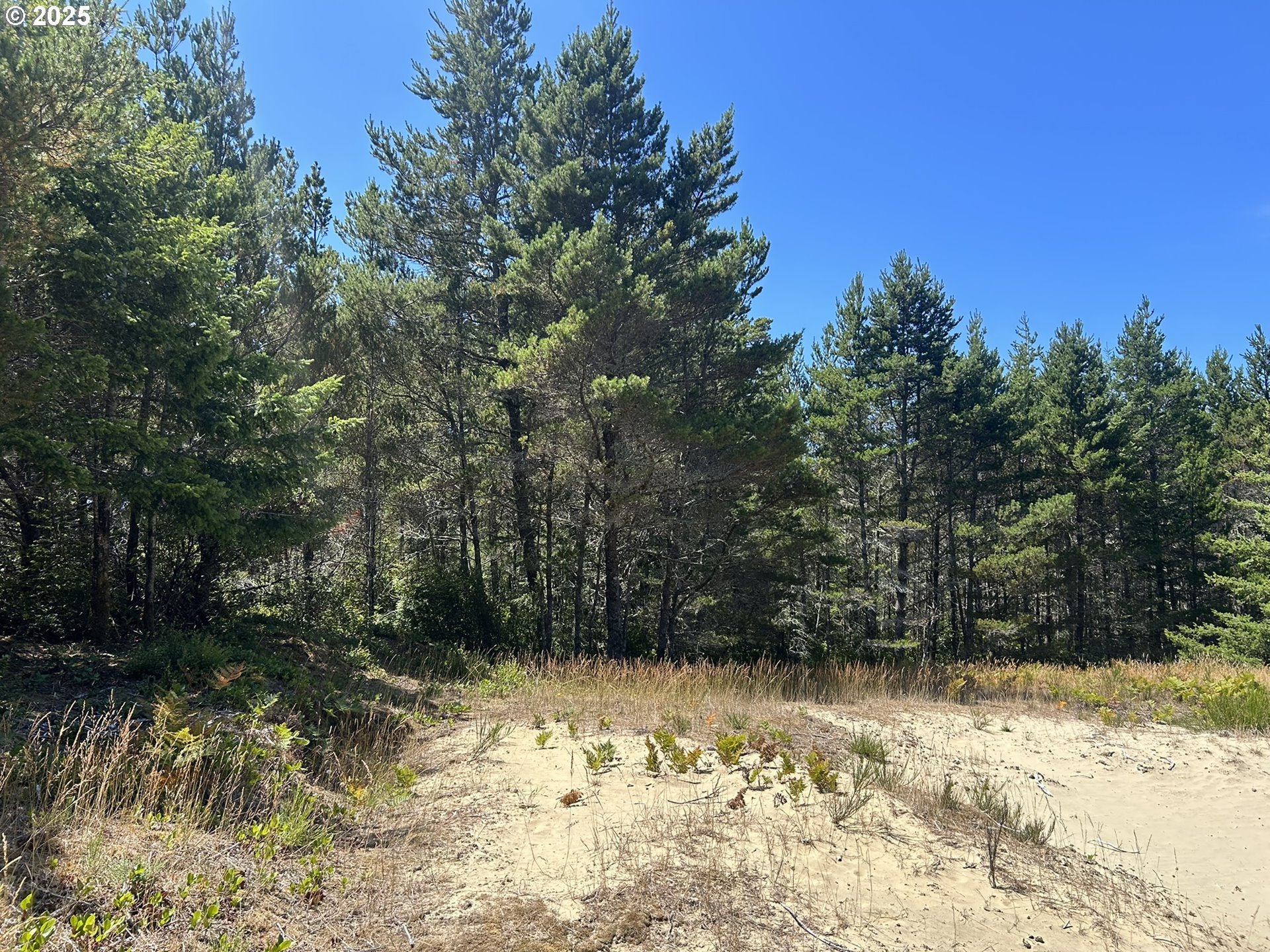 Bellevue Drive Florence, OR 97439 - Photo 16 of 34 a view of a yard with trees