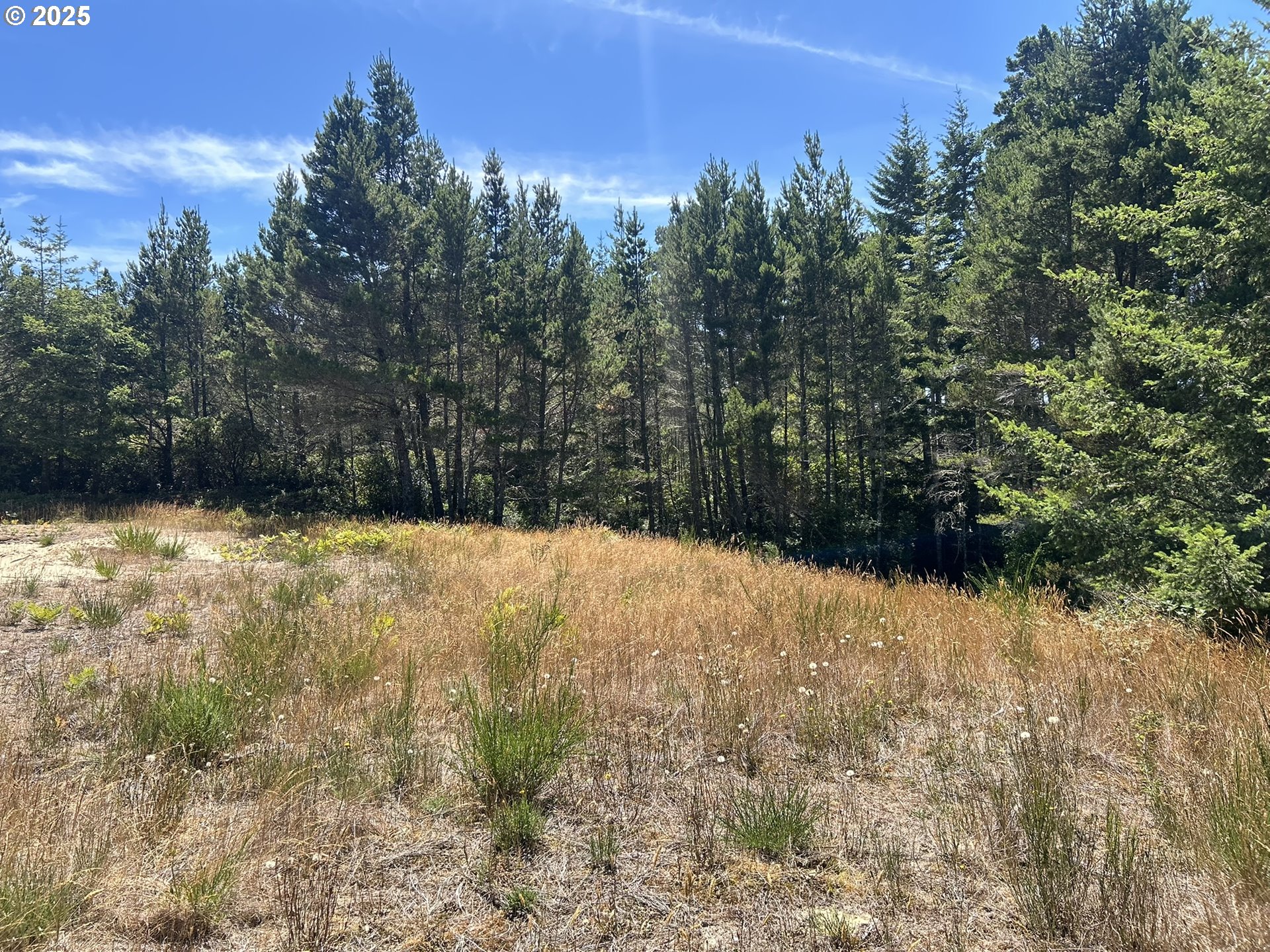 Bellevue Drive Florence, OR 97439 - Photo 28 of 34 a view of large yard with trees in the background