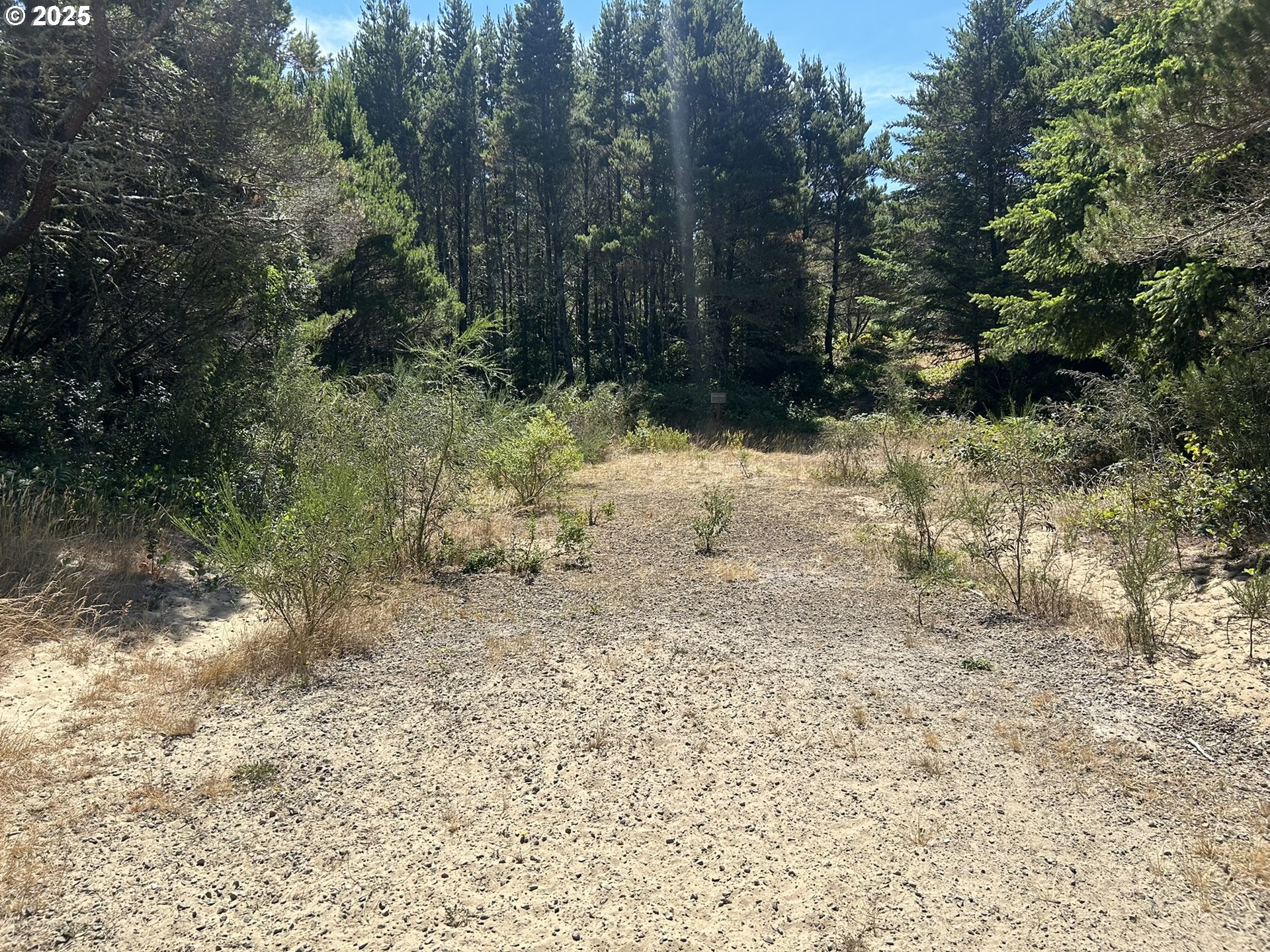 Bellevue Drive Florence, OR 97439 - Photo 4 of 34 a view of a yard with plants and trees