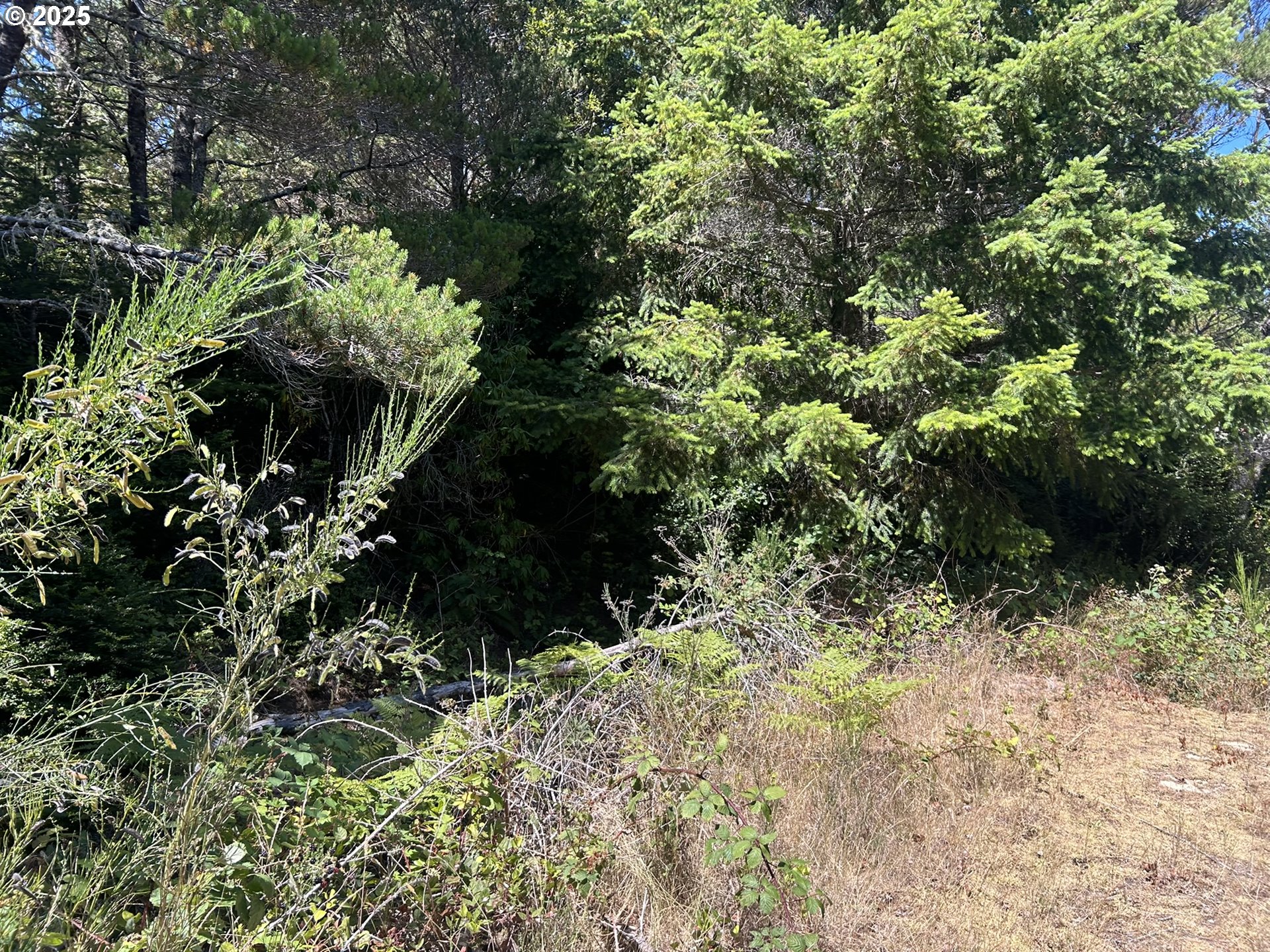 Bellevue Drive Florence, OR 97439 - Photo 9 of 34 a view of a garden with plants