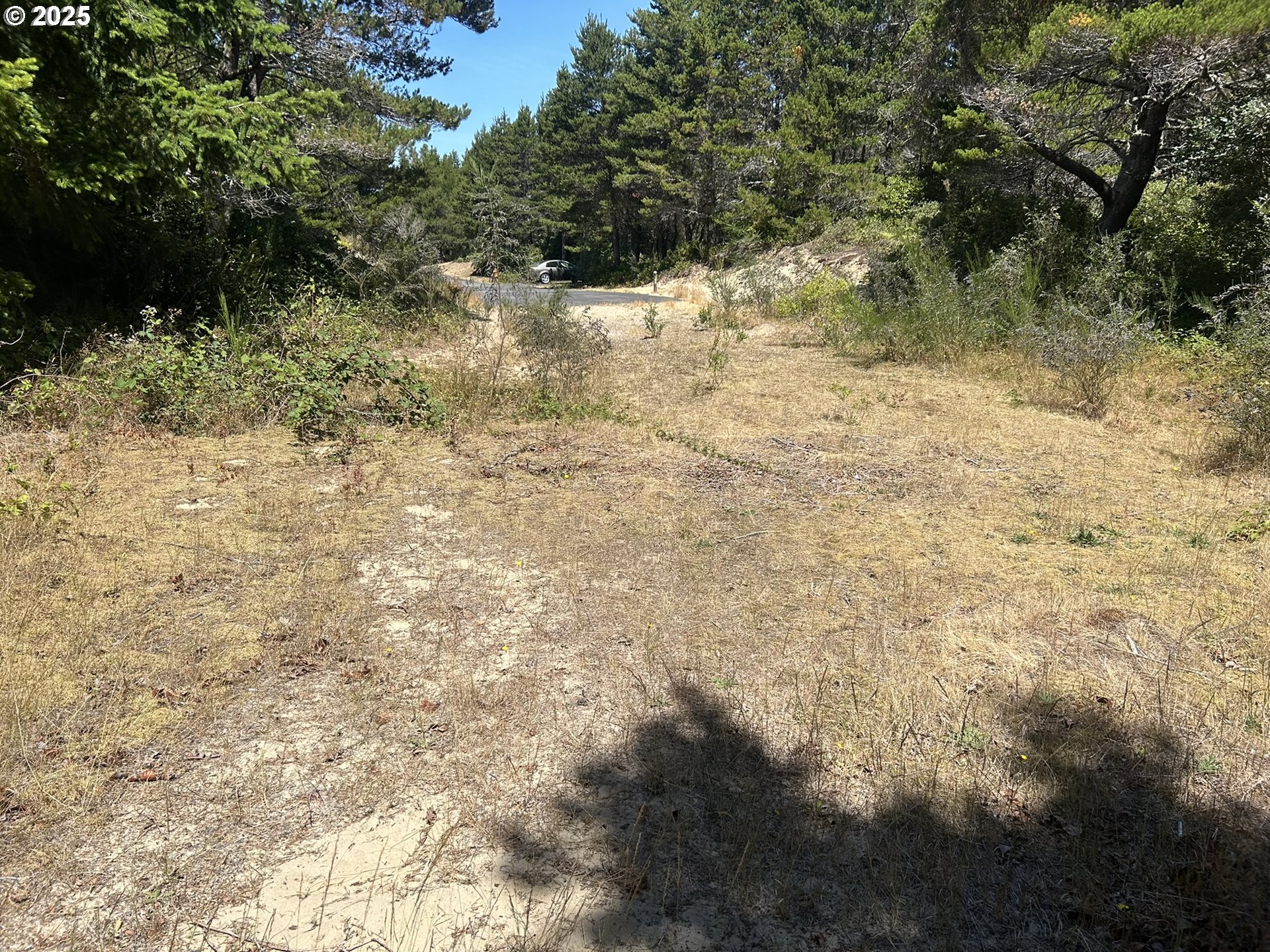 Bellevue Drive Florence, OR 97439 - Photo 10 of 34 a view of a yard with plants and trees